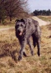 image of scottish_deerhound #32