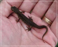 common_newt