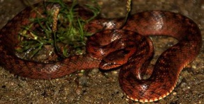 image of night_snake