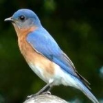 image of bird