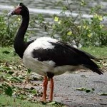 image of bird