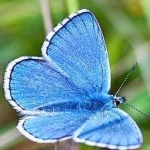 image of animal