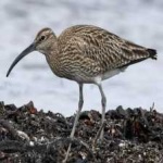 image of bird
