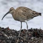 image of whimbrel #18