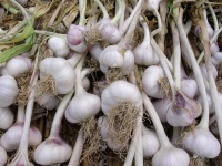 image of garlic #29