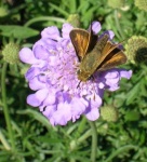 image of flower