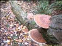 image of bolete #7