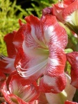 image of flower