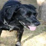 image of animal