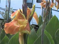image of flower