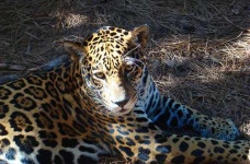 image of jaguar_car