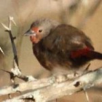 image of african_firefinch #30