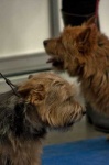 image of norwich_terrier