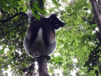 image of indri