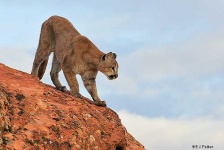 image of jaguar