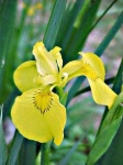 image of yellow_iris #2