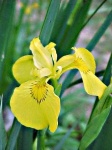image of flower