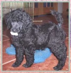 image of standard_poodle