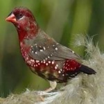 image of strawberry_finch #10