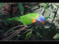 image of lorikeet