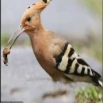 image of bird