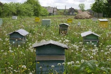 image of apiary