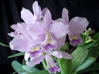 image of flower