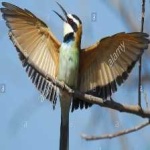 image of white_throated_bee_eater #16