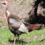 image of bird