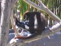 image of spider_monkey #15