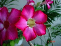 image of flower