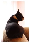 image of boston_bull