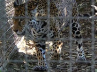 image of jaguar_car