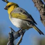 image of bird