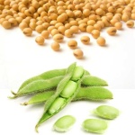 image of beans #8