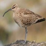 image of bird