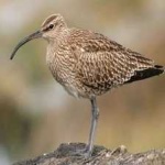 image of whimbrel #33