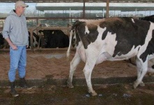 image of animal