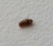 image of animal
