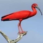 image of bird