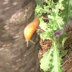 image of slug