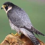 image of bird