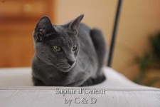image of russian_blue #19