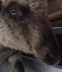 image of animal
