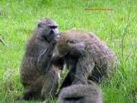 image of baboon