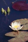 image of water_lilly