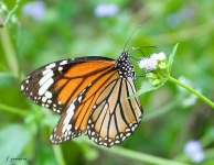 image of monarch #12