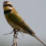 image of white_throated_bee_eater #11