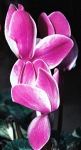 image of flower