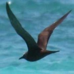 image of bird